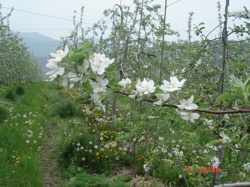 송골농원사과밭