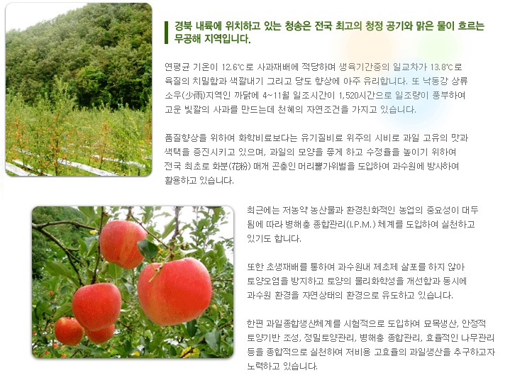 청송사과 특징 안내 이미지